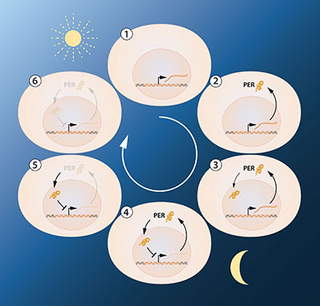 Illustration for article titled Qué es exactamente y cómo funciona el “reloj biológico” que ha valido un Nobel de Medicina